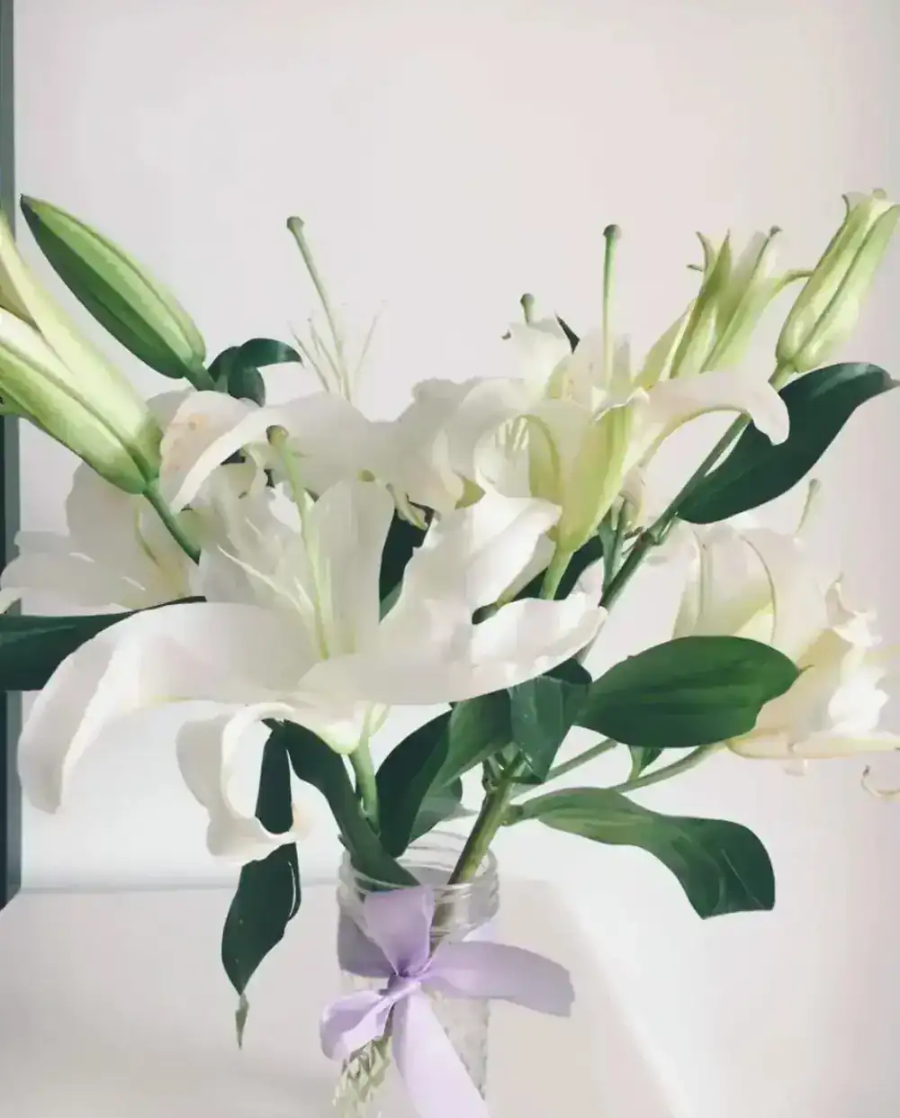 White Oriental lily in full glory, petals unfurling with baroque confidence