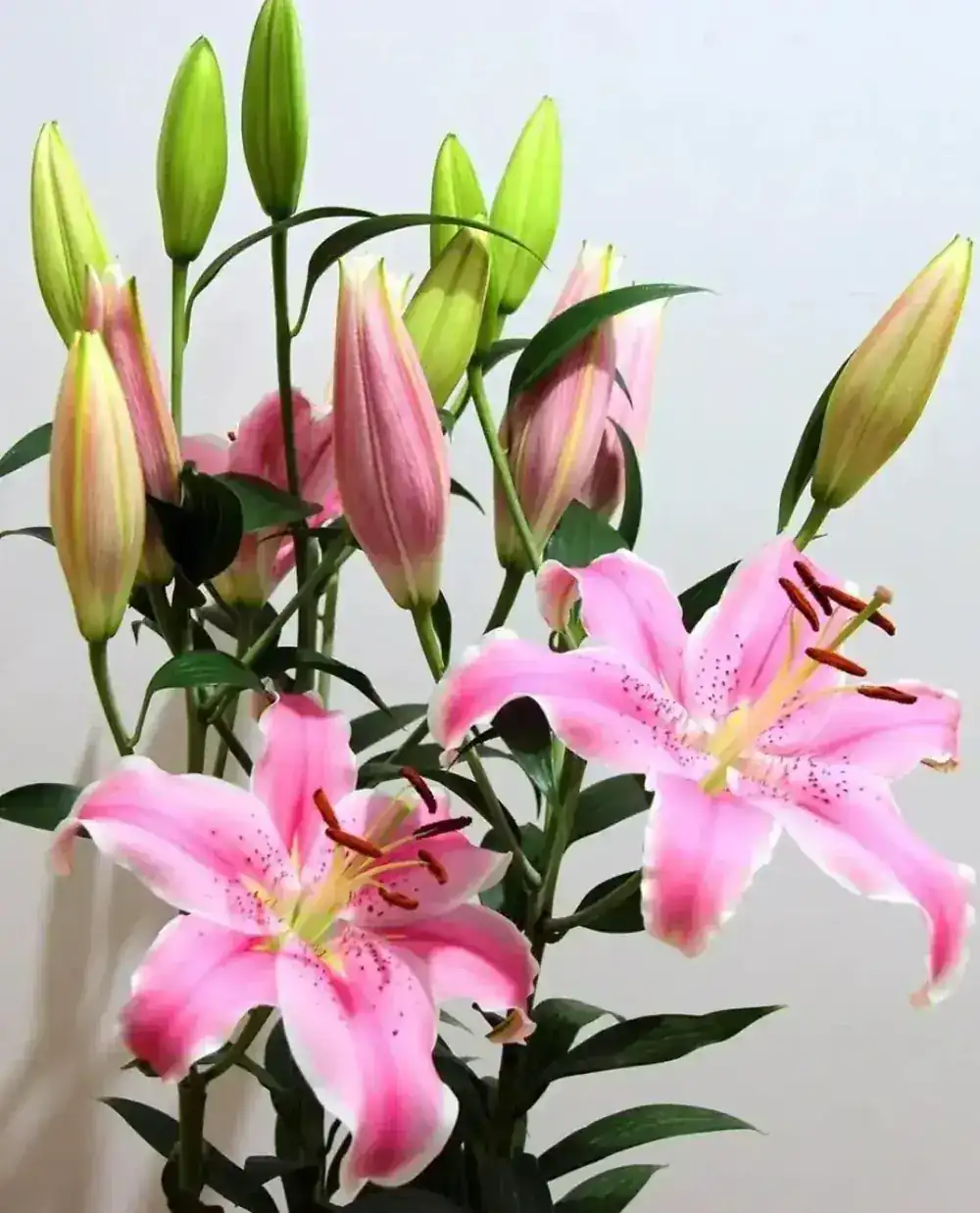 Baroque lily at peak extravagance